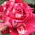 Roza - bela - Vrtnica čajevka - Best Impression®